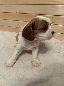 Cavalier King Charles Španiel - 6