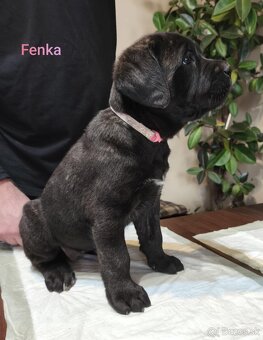 Cane Corso bez PP - 6
