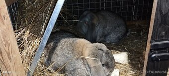 Králik -Francuzsky baran - 6