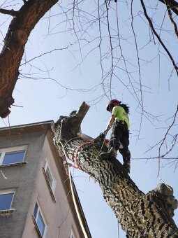 Výrub a opilovanie stromov LACNO A BEZPEČNE - 6