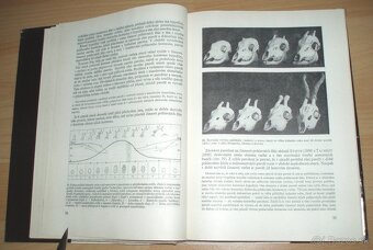 Srnčí zvěř - 6