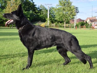 Nemecký ovčiak s PP - 6