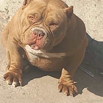 American bully pocket - 6