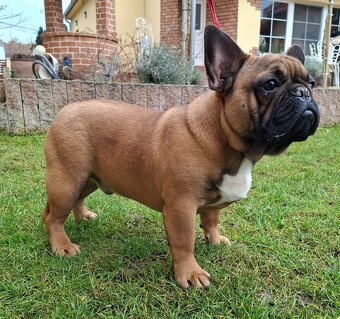 Francouzsky buldoček s PP - psík - 6