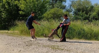 Belgický ovčiak Malinois - 6