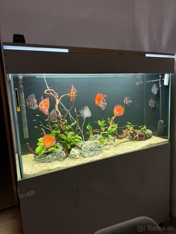 455l Akvarium - 6