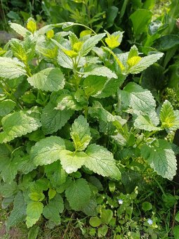 Priesady (planty) na predaj - 6