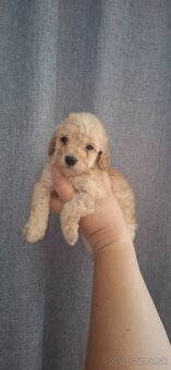 Pudel, pudlik toy/trpaslik - 6