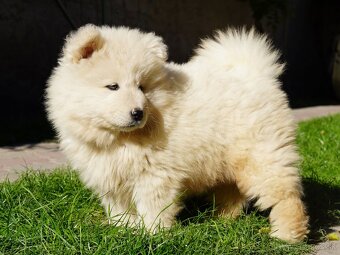 Samojed šteniatka bez PP - 6