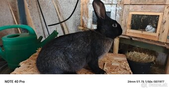 Predám burgunsky hylla český strakac - 6