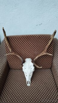 Predám trofej Daniela parožie zhody trofeje. - 6