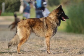 Belgický ovčiak _ Tervueren s PP (FCI) psík a fenka - 6
