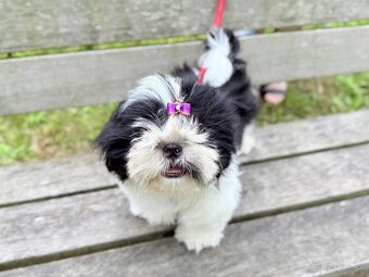 Shih-Tzu šteniatka - 6