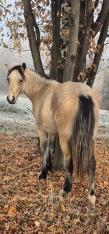 Welsh cob D kobyla s PP - 6
