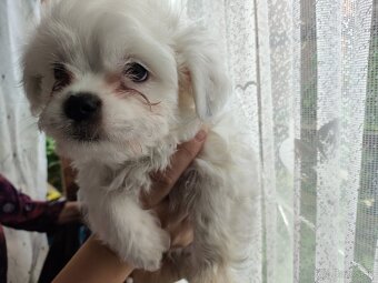 Predám šteniatka Shi tzu - 6