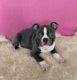 Bostonský teriér  Modré šteniatka z PP - 6