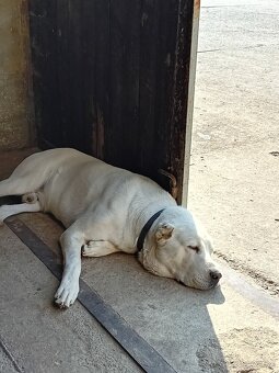 Stredoázijský ovčiak - 6