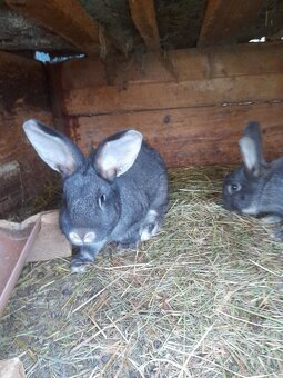 Zajace - belgický obor - 6