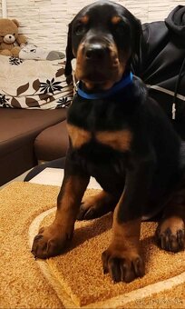 Doberman šteniatka na predaj XXL veľké plemeno - 6
