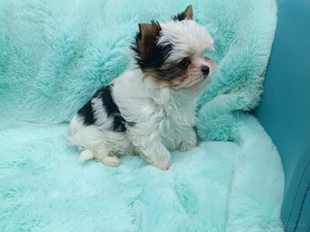 Biewer Yorkshire terrier - 6