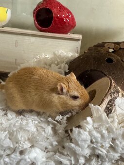 Pieskomily- darujem - 6