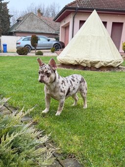 Francuzsky buldoček rojo tan merle fenka - 6