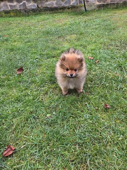 Predám šteniatka oranžového špica - 6