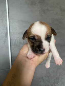 Jack Russel šteniatka - 6
