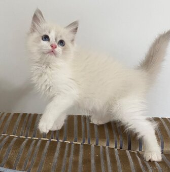 Ragdoll mačička - 6