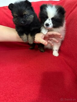 Pomeranian - 6