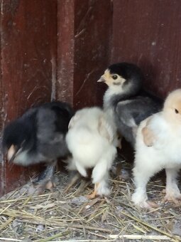 Kuriatka brahmanky - 6