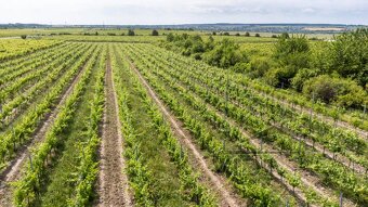 Na predaj zaujímavý pozemok v Modre s výmerou 6419 m2 - 6