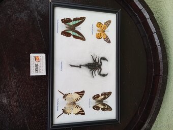 Krásna zbierka Motýľov + Škorpión - 6