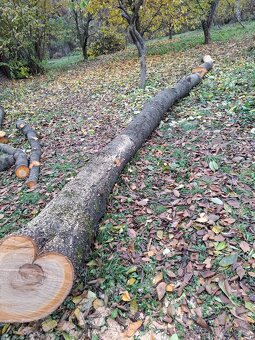 Čerešňove drevo v surovom stave guĺatina - 6