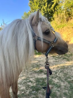 Shetland pony - 6