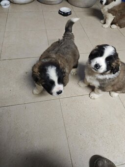 Predam steniatka Moskovskeho Strazneho Psa - 6