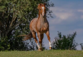 QH APHA hřebeček - 6