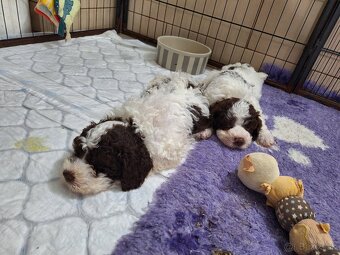 Lagotto romagnolo s PP (italský vodní pes) - 6