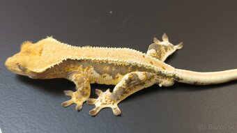 PAGEKON RIASNATY - 6