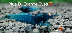 Premium Krevetky Neocaridna a Caridina - OSOBNY ODBER POPRAD - 6