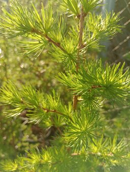 Smrekovec japonský - 6