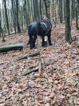 Predám čierneho žrebca - 6