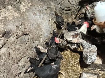 Predám mládky mix - 6