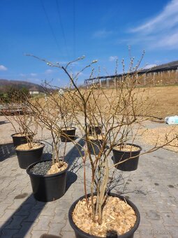 Predaj sadeníc čučoriedok kanadských - 6