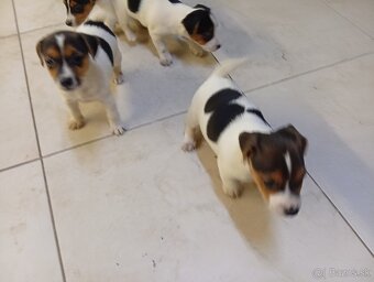 Jack russell - 6