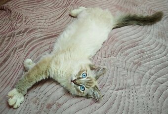 Ragdoll - 6