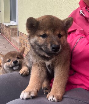 Shiba Inu - 6