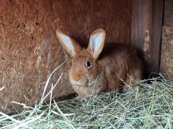 Burgunsky kralik - 6