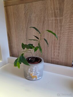 Izbové rastliny - 6