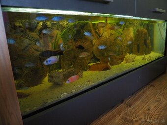 Predám akvárium s cichlidami - 6